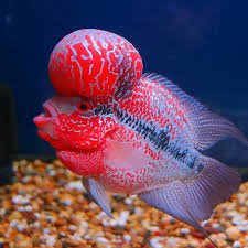 flowerhorn