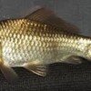 gold 6 gold 6