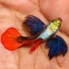 guppy 2 guppy 2
