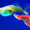 guppy 3 guppy 3