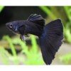 guppy 4 guppy 4