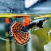 guppy1 guppy1