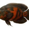 oscar fish 1 oscar fish 1