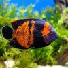 oscar fish 3 oscar fish 3