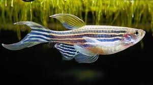 zepra danio 2