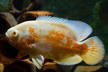 albino oscar