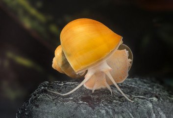 apple snail