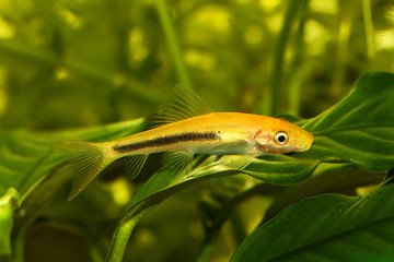golden algae eater golden algae eater