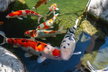 red and white carp red and white carp
