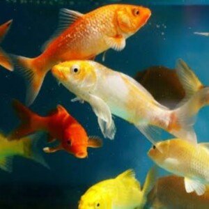 small carp small carp