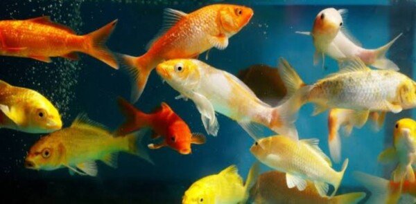 small carp small carp