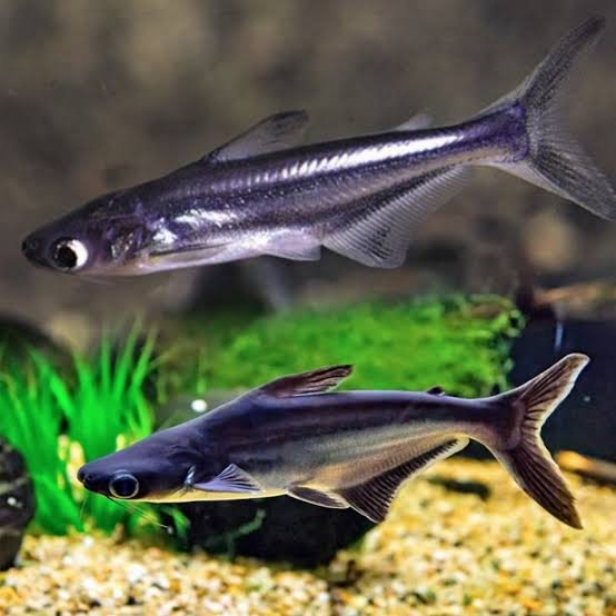 shark black shark black