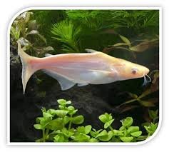 shark white shark white